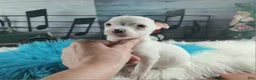 Chihuahua dogs for sale: Male teacup chihuahua. Hand delivery - Ad 6