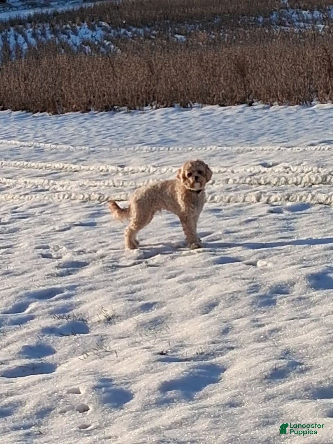 Cavapoo dogs for sale: Cavapoo Puppy 2 - Ad 6