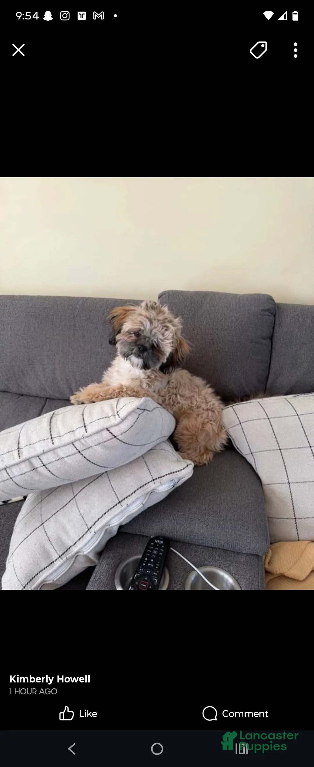 Shorkie dogs for sale: Darla - Ad 2