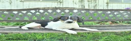 Mixed Breed dogs for sale: Oliver - Ad 3