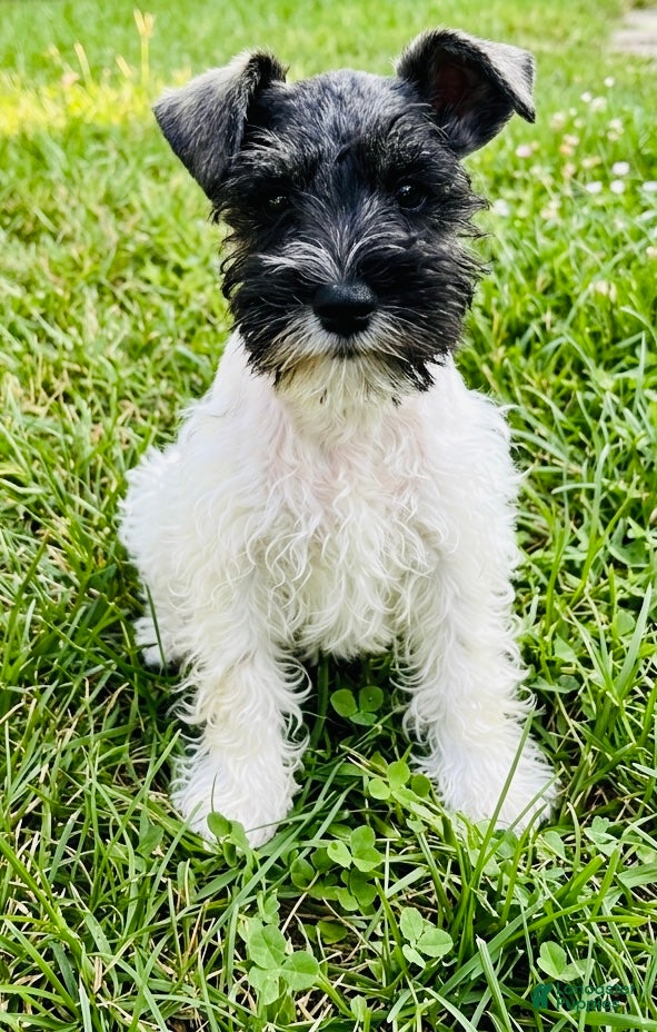 Miniature Schnauzer dogs Spot - Ad 2