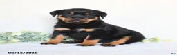 Rottweiler dogs for sale: Abby - Ad 4