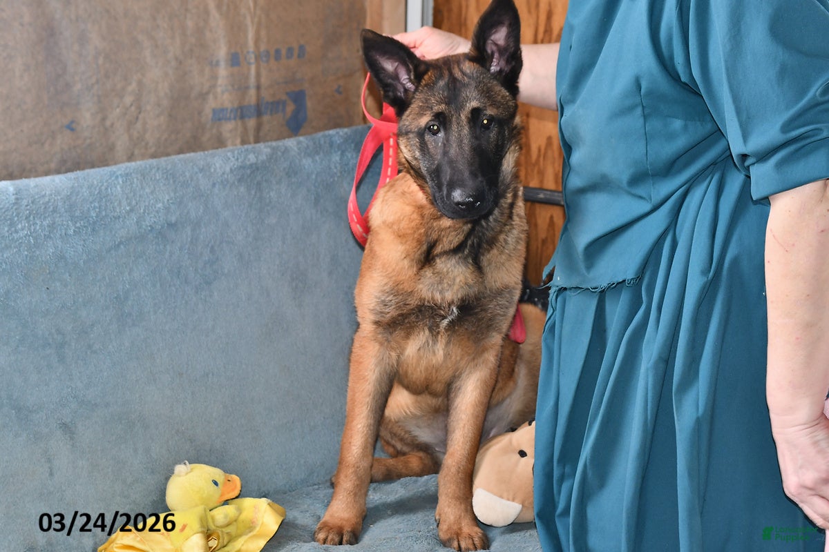 Belgian Malinois dogs Ivy - Ad 1