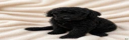 Standard Poodle dogs for sale: Calypso  - Ad 1