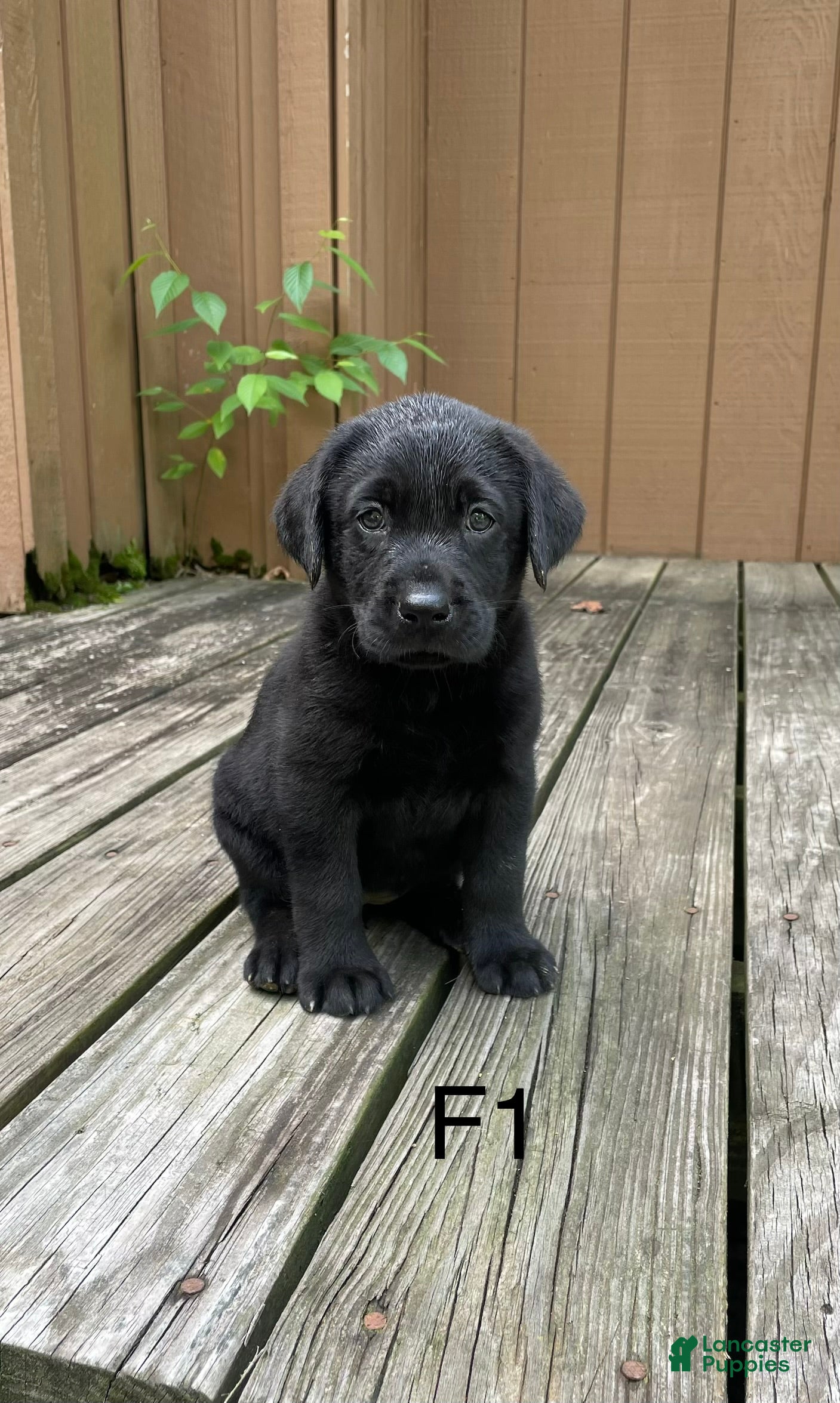 Labrador Retriever dogs Labrador Retriever 1 - Ad 36