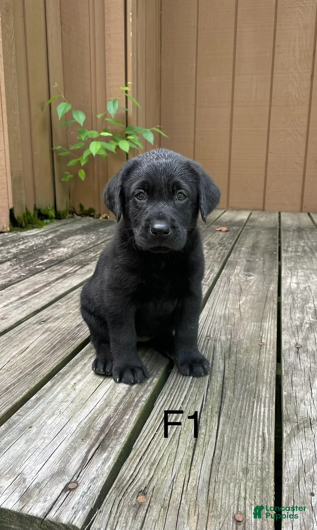 Labrador Retriever dogs for sale: Labrador Retriever 1 - Ad 1