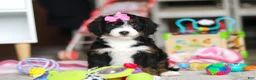 Mini Bernedoodle dogs for sale: Sky - Ad 7