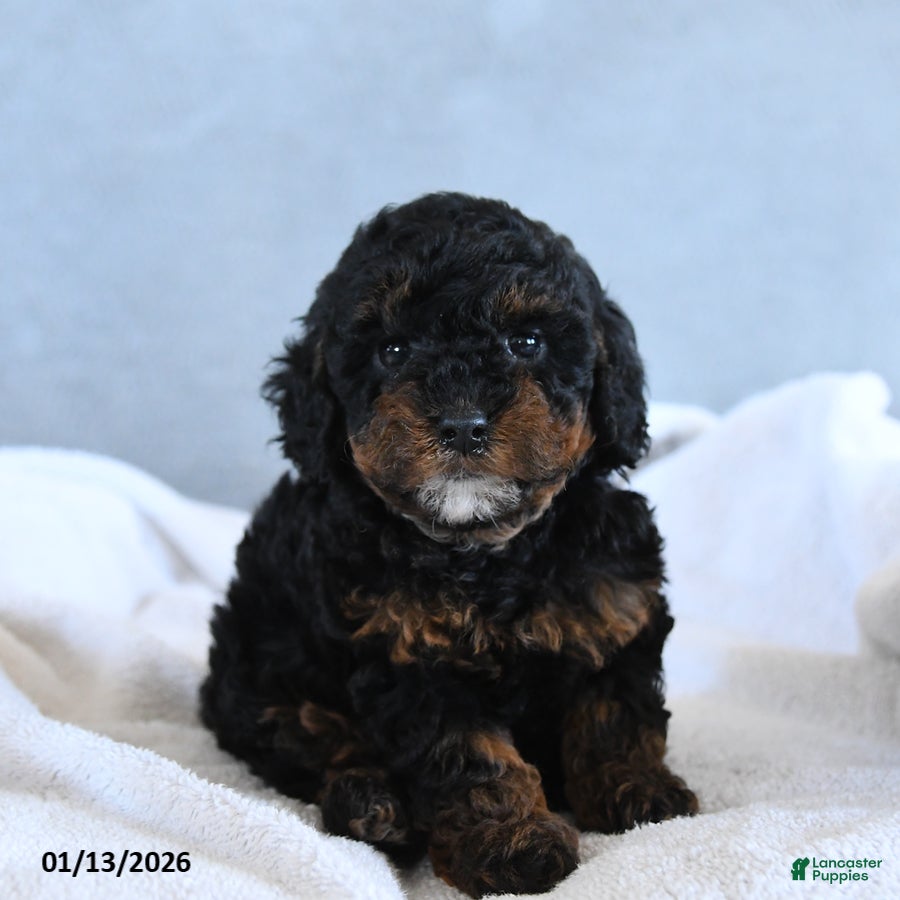 Toy Poodle dogs Coke - Ad 12