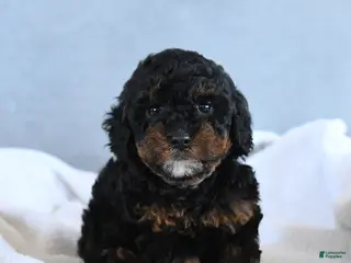 Toy Poodle dogs Coke - Ad 12