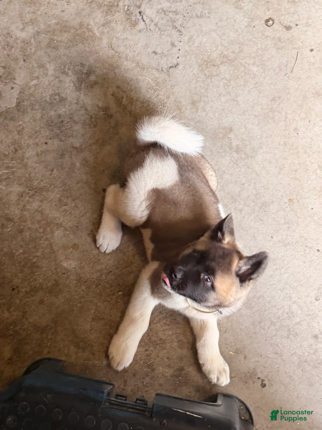 Akita dogs for sale: Akita 1 - Ad 2
