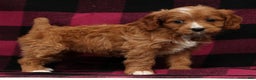 Cavapoo dogs for sale: Noel - Ad 1