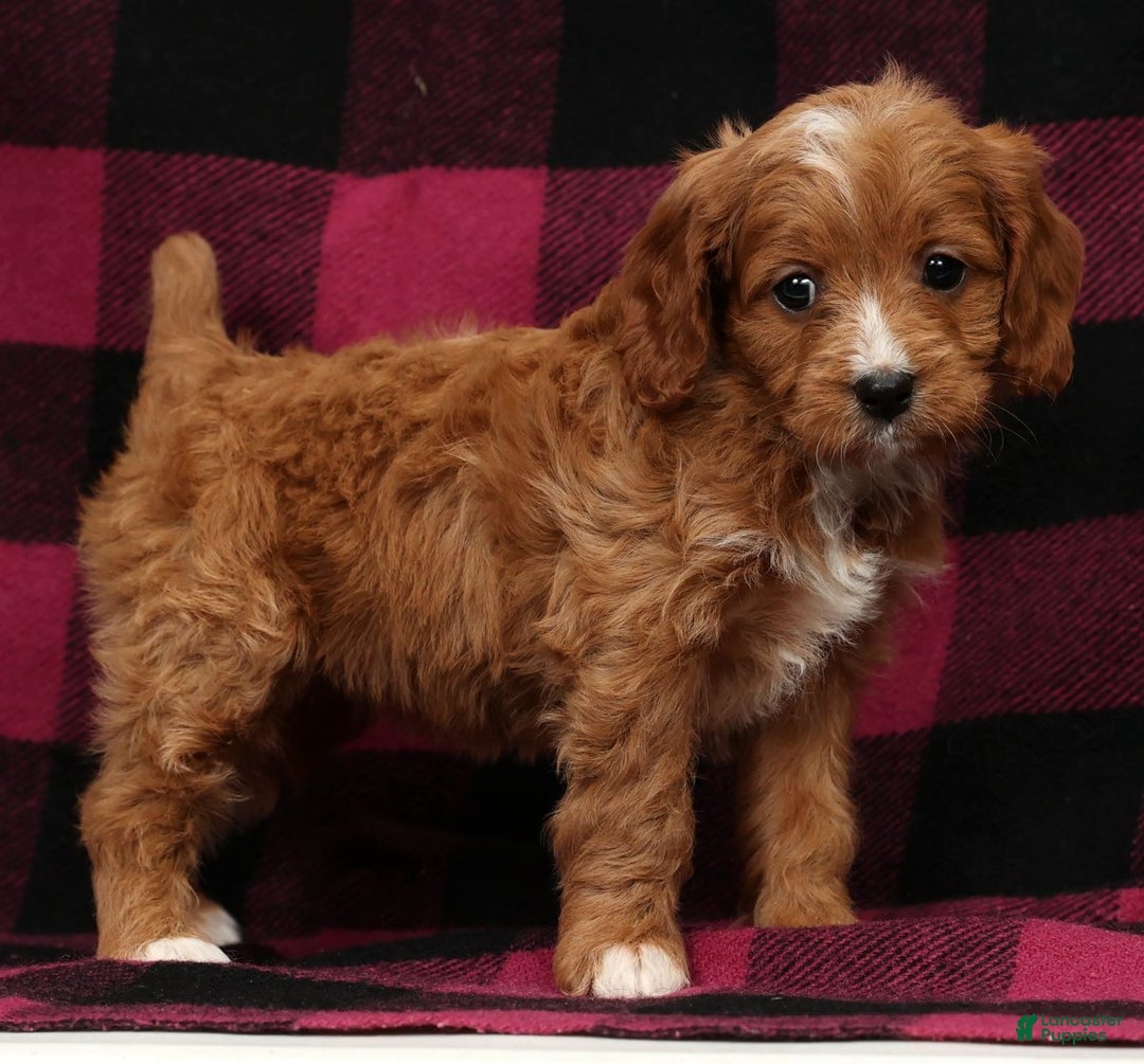 Cavapoo dogs for sale: Noel - Ad 1