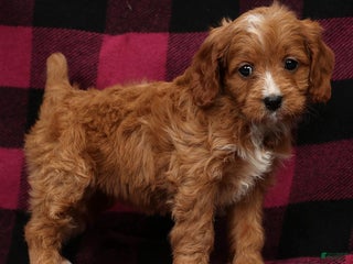 Cavapoo dogs Noel - Ad 3