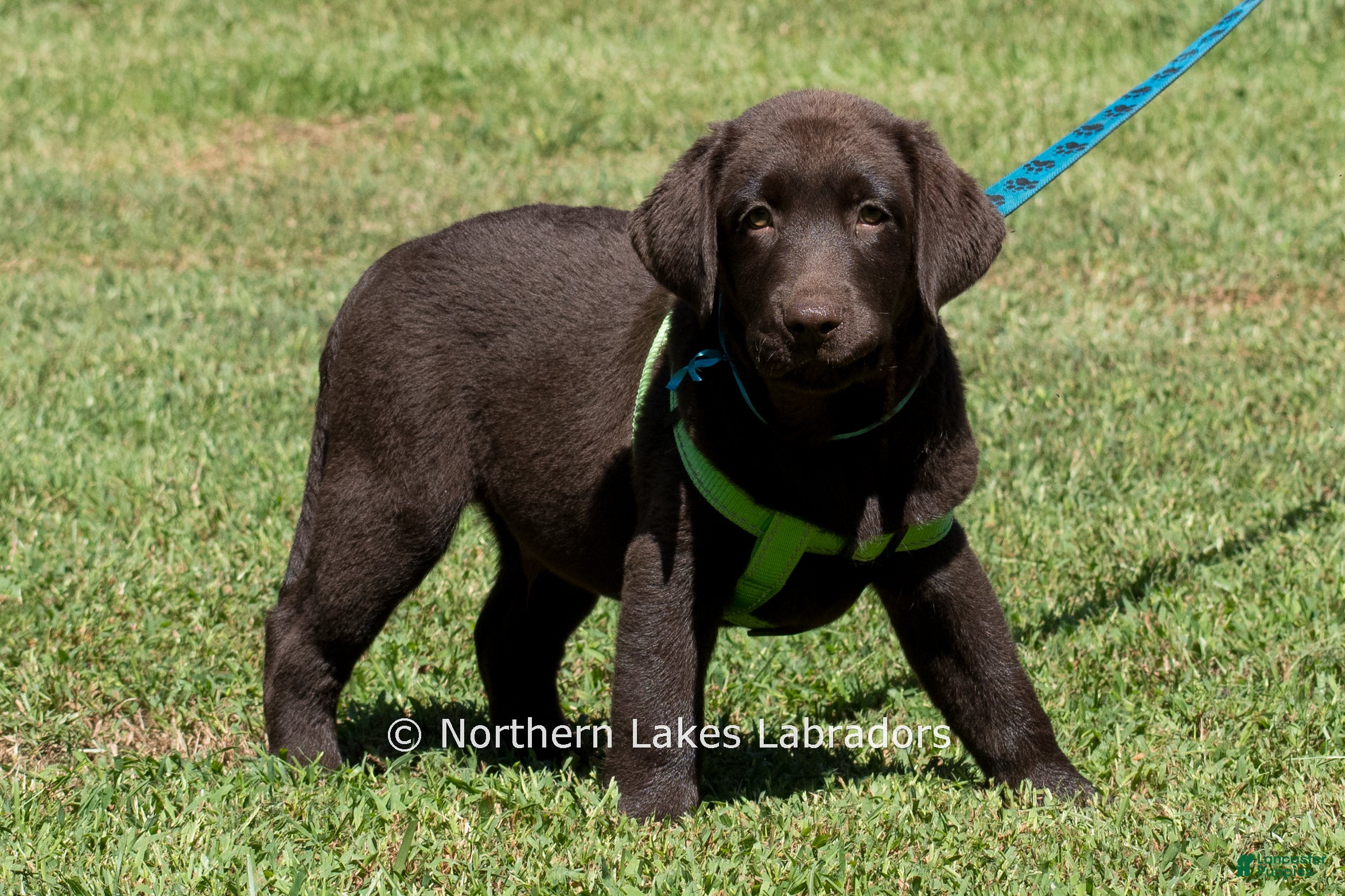Labrador Retriever dogs Elijah - Ad 10