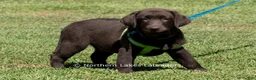 Labrador Retriever dogs for sale: Elijah - Ad 1