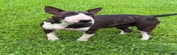 Bull Terrier dogs for sale: BOY 10 - Ad 4