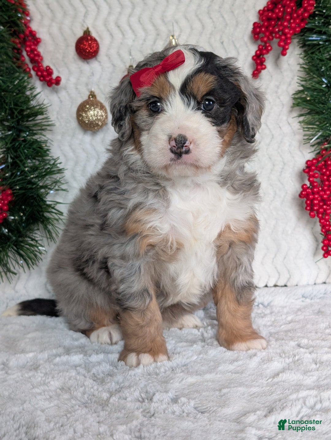 Mini Bernedoodle dogs for sale: Mini River - Ad 20