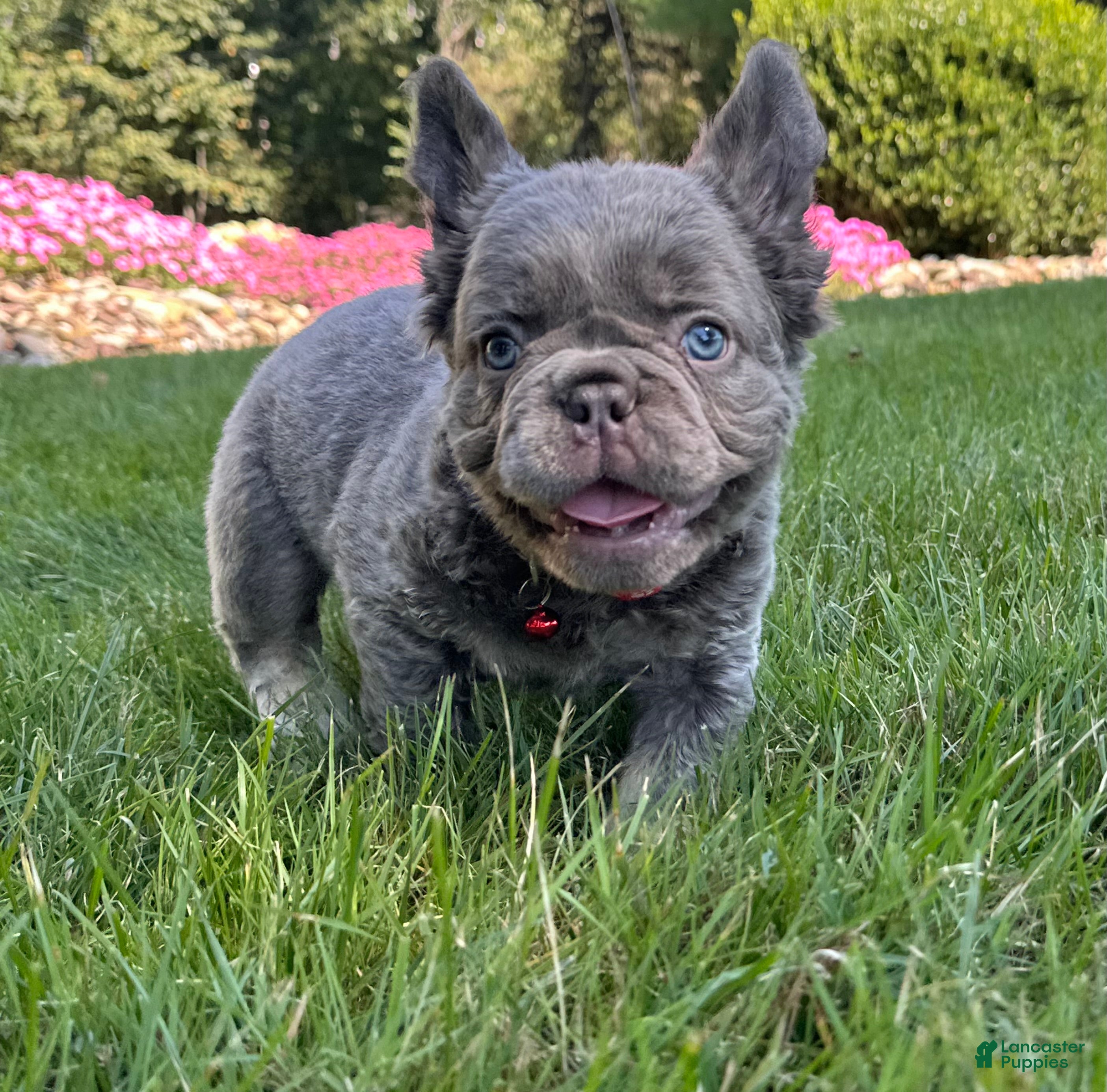 French Bulldog dogs Banjo Video ad - Ad 1