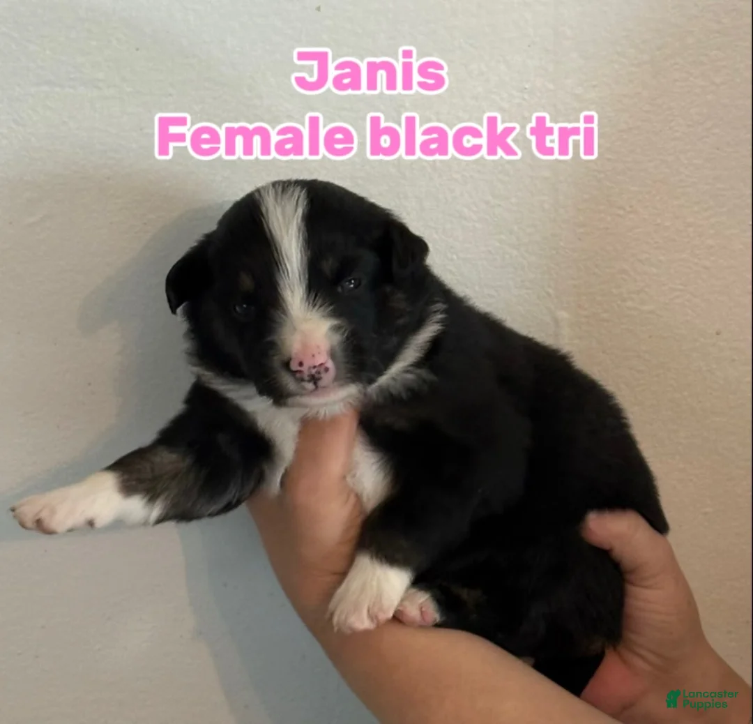 Australian Shepherd dogs for sale: Australian Shepherd Puppy 4 - Ad 1