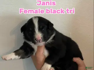 Australian Shepherd dogs Australian Shepherd Puppy 4 - Ad 32