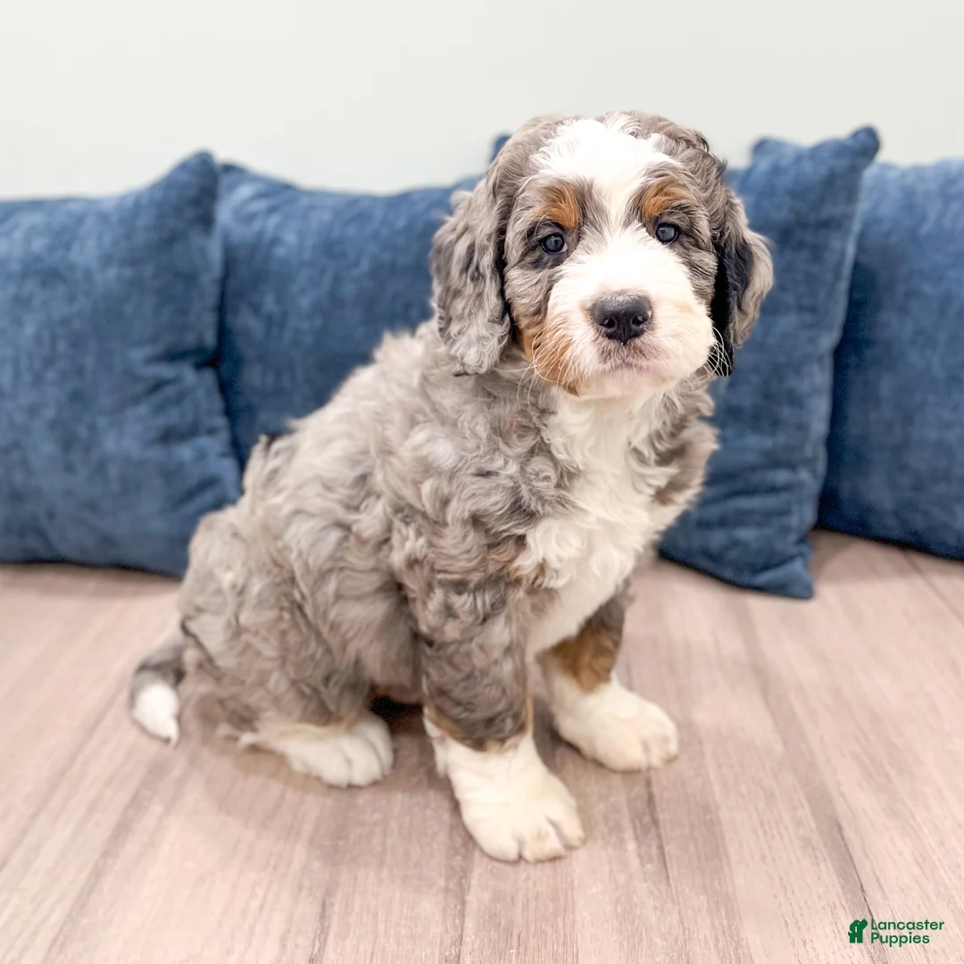 Bernedoodle dogs for sale: Sasha - Ad 1