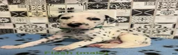 Dalmatian dogs for sale: Flash - Ad 2