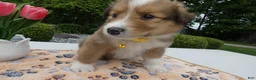 Welsh Corgi Pembroke dogs for sale: Puppy 3 Theo - Ad 3