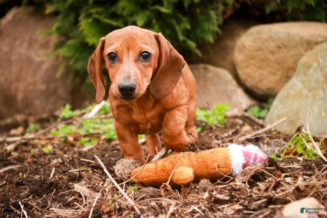 Miniature Dachshund dogs for sale: Rory - Ad 5