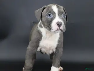 American Bully dogs Velvet - Ad 12