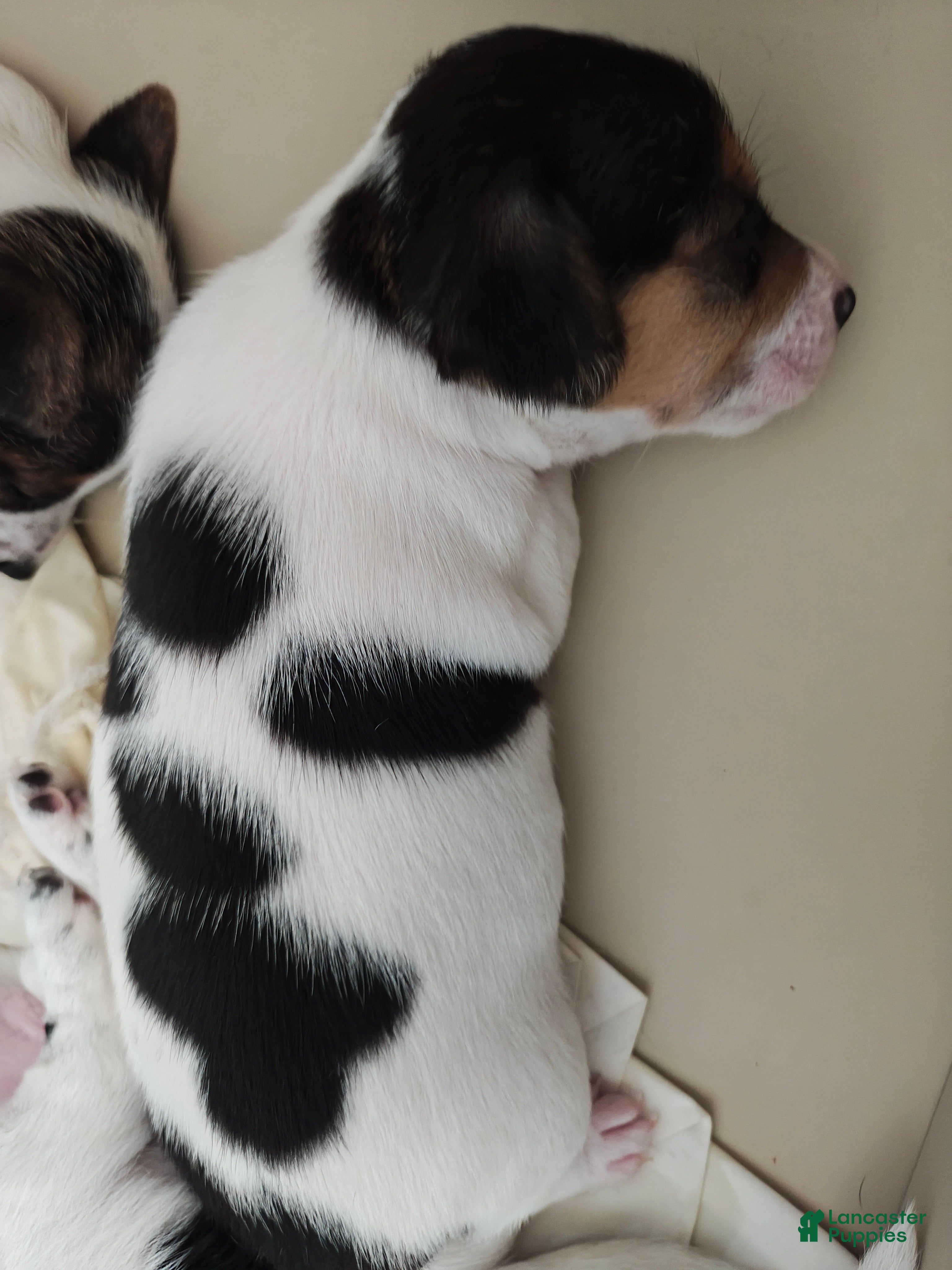 Jack Russell Terrier dogs Jack Russell Terrier 2 - Ad 4