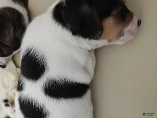 Jack Russell Terrier dogs Jack Russell Terrier 2 - Ad 8