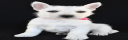 West Highland Terrier dogs for sale: Kenzie - Ad 6