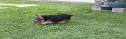 Yorkshire Terrier dogs for sale: Hercules  - Ad 4