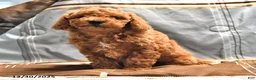 Goldendoodle dogs for sale: Jaden - Ad 10