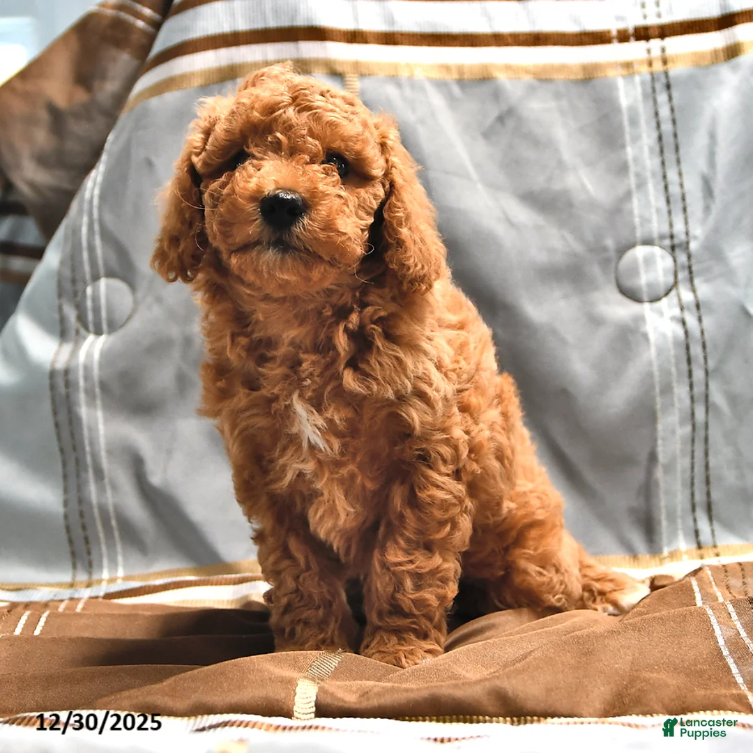Goldendoodle dogs for sale: Jaden - Ad 10