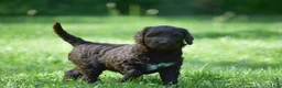 Portuguese Water Dog dogs for sale: Madelyn - Ad 4