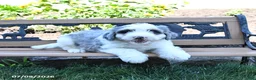 Mini Bernedoodle dogs for sale: Lily - Ad 4