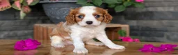 Cavalier King Charles Spaniel dogs for sale: Leo - Ad 3