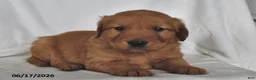 Golden Retriever dogs for sale: Ryder - Ad 1