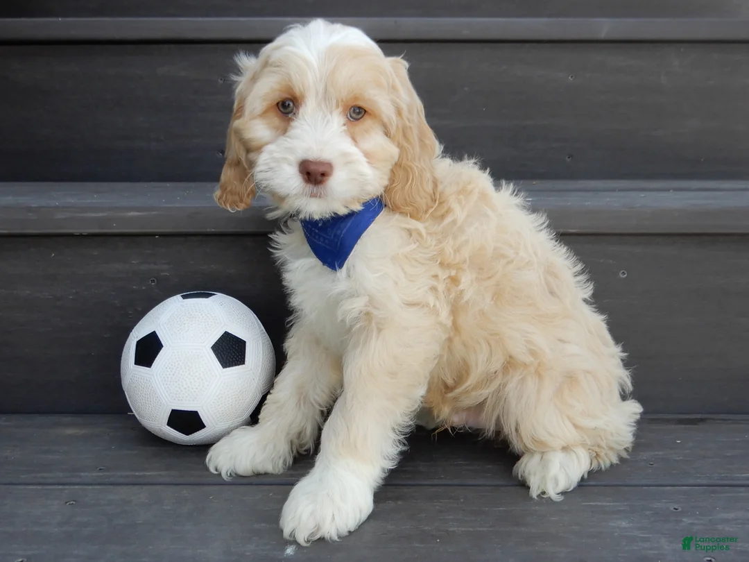 Cockapoo dogs for sale: Joey - Ad 2