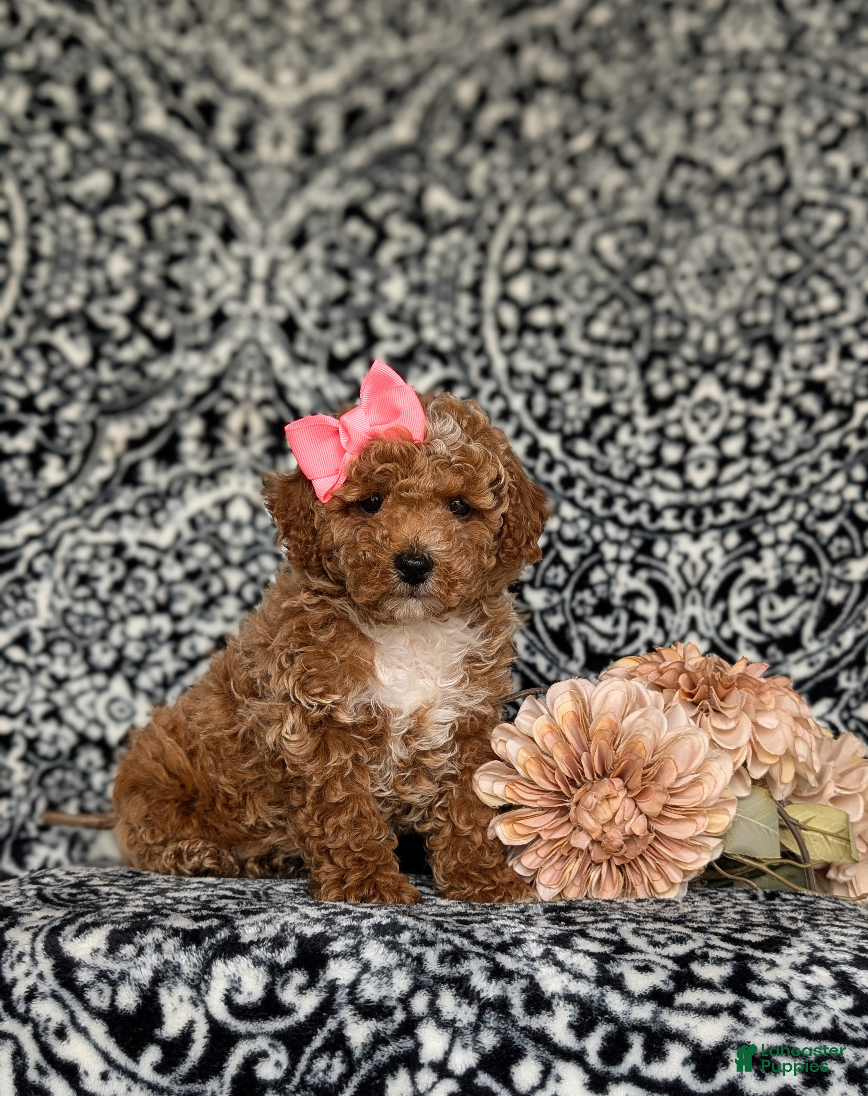 Miniature Poodle dogs for sale: Pipa - Ad 3