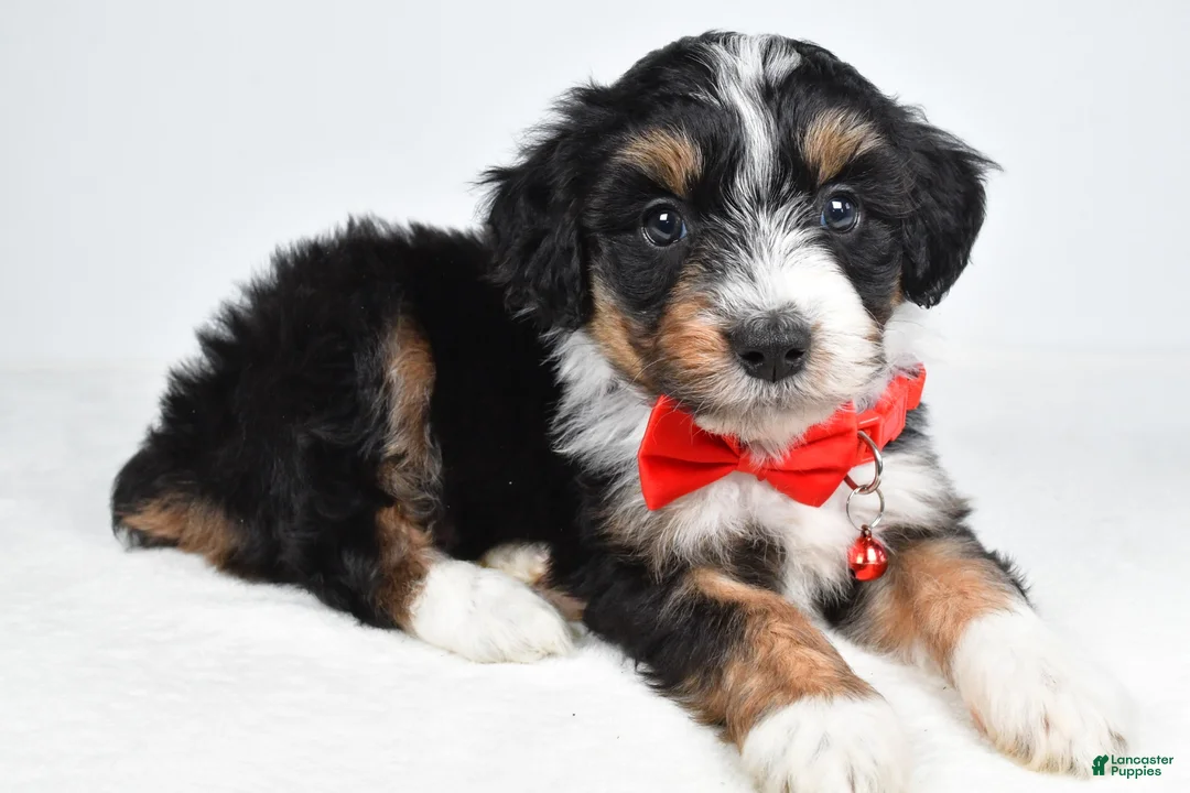 Mini Aussiedoodle dogs for sale: Gordan - Ad 2