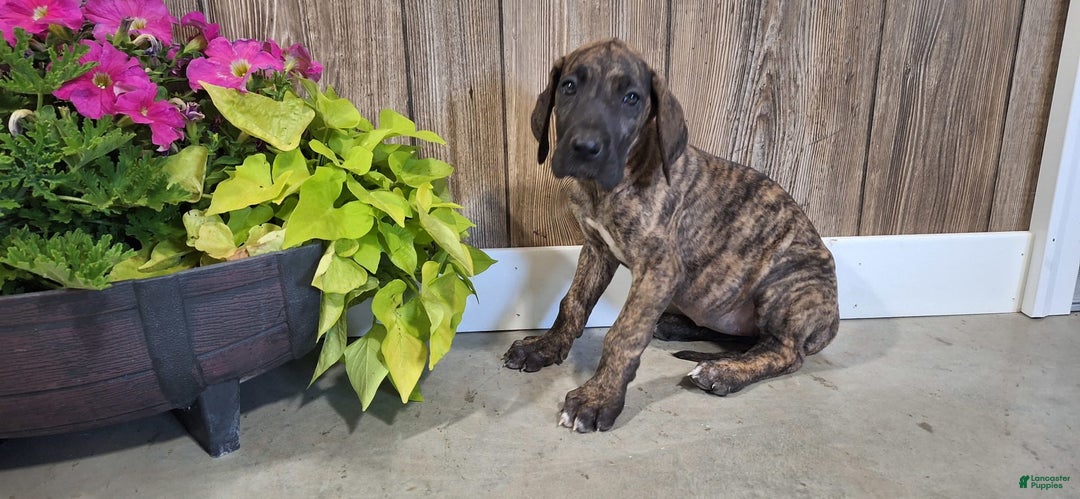 Dane Dog Week Old Great Dane Dogs Great Dane Puppy Size Week Old