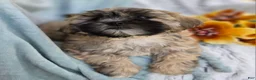 Shihpoo dogs for sale: Toffee - Ad 17