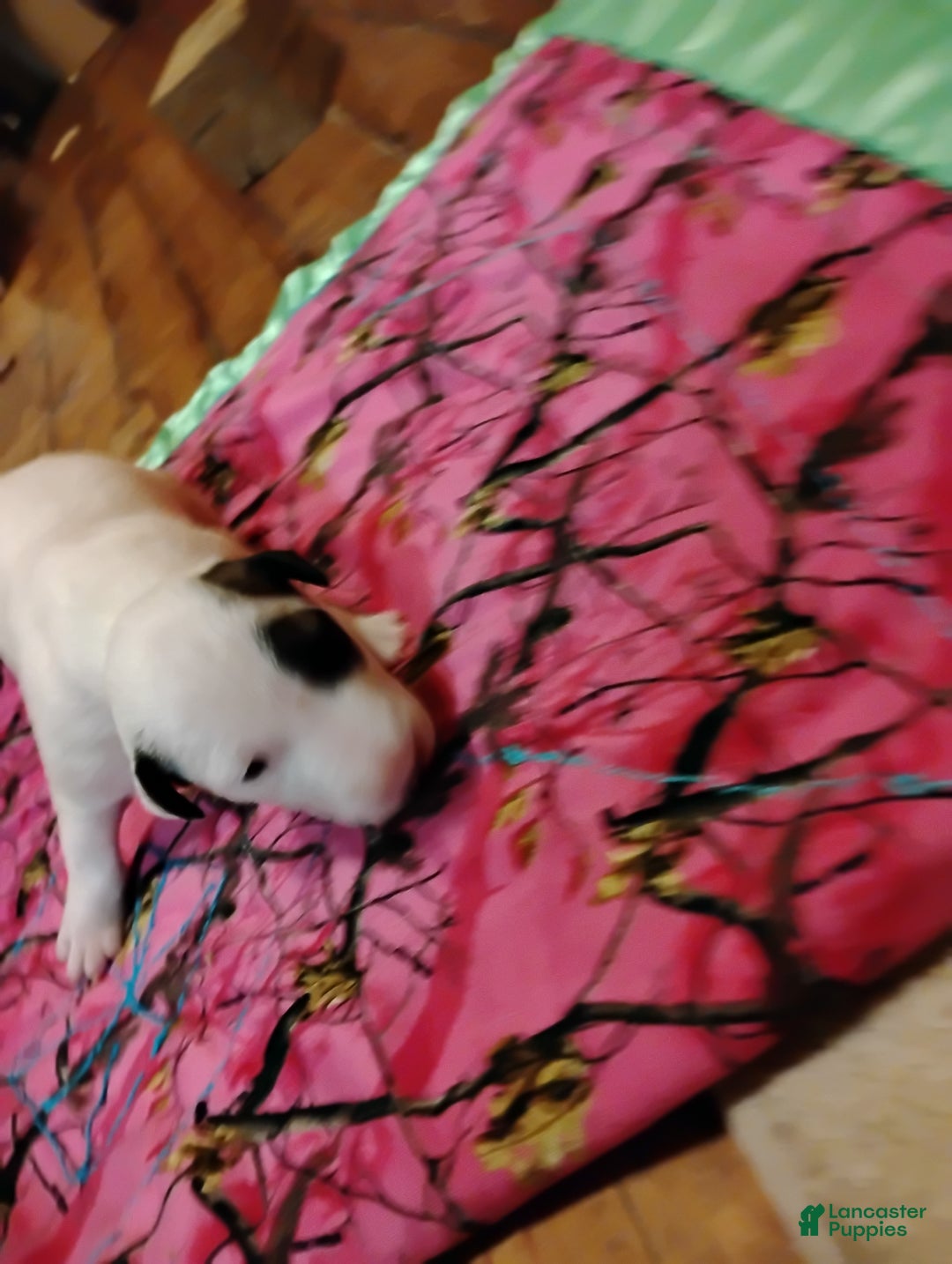 Bull Terrier dogs for sale: Bull Terrier Puppy 1 - Ad 1
