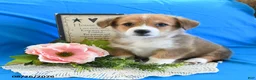 Welsh Corgi Pembroke dogs for sale: Cash - Ad 2