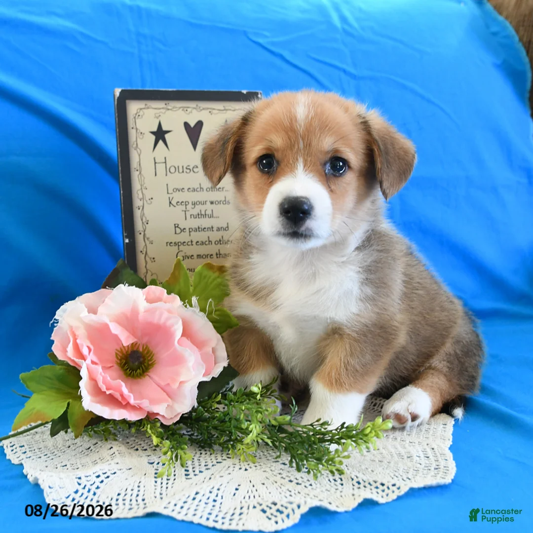 Welsh Corgi Pembroke dogs for sale: Cash - Ad 2