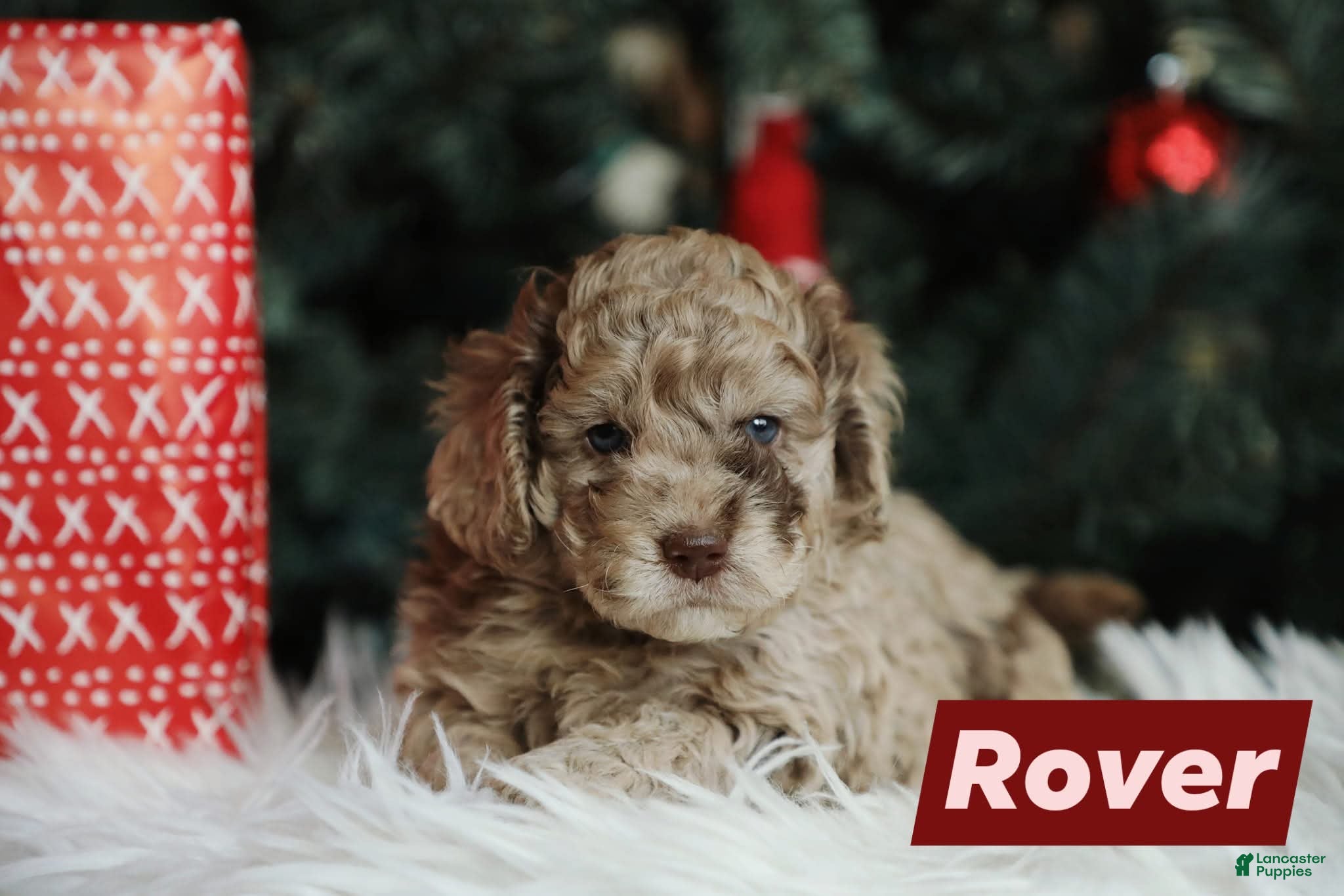 Mini Aussiedoodle dogs Rover - Ad 5