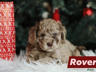Mini Aussiedoodle dogs Rover - Ad 20