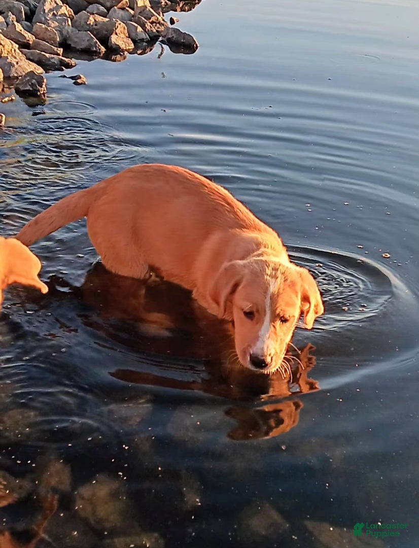 Mixed Breed dogs for sale: Daffy - Ad 1